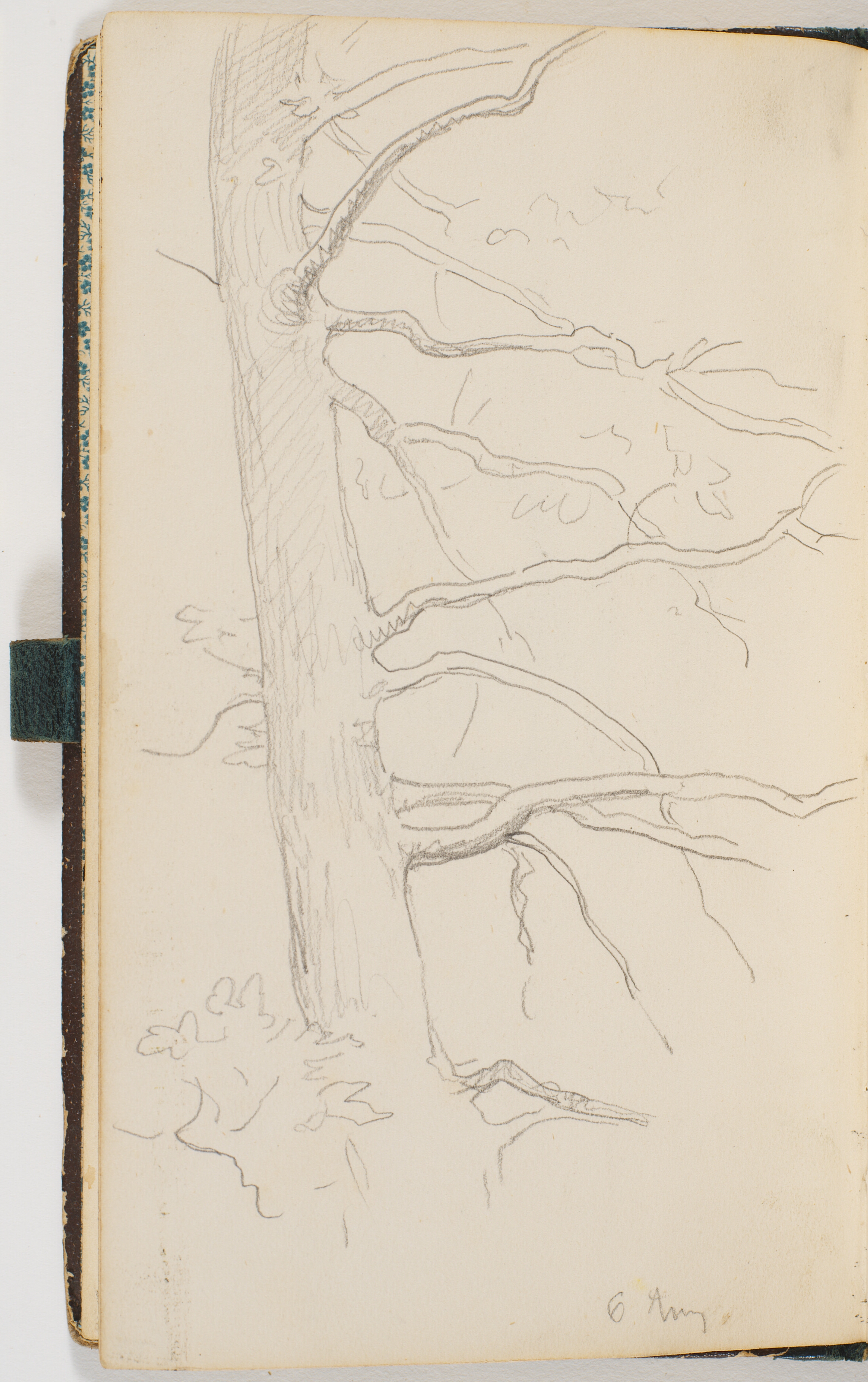 En træstamme med grene